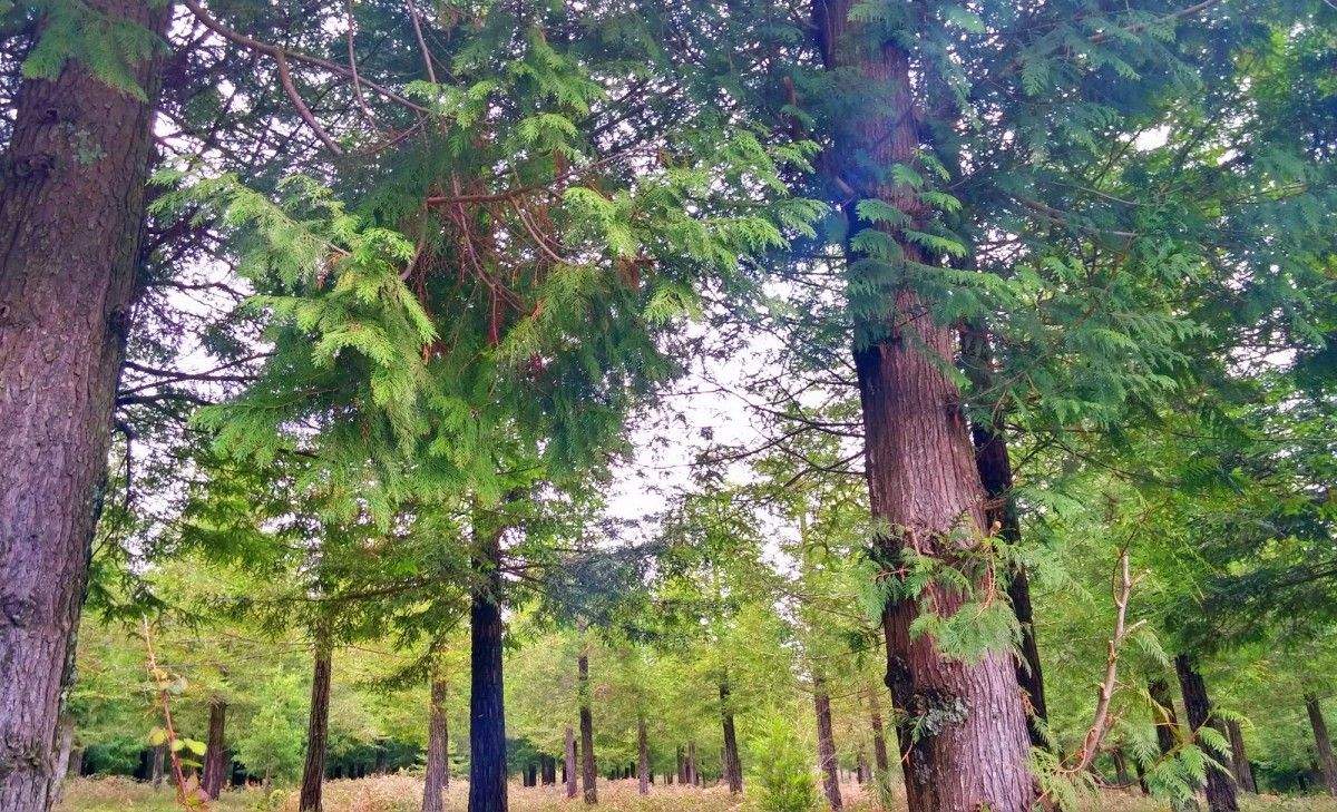 Bosque de Colón