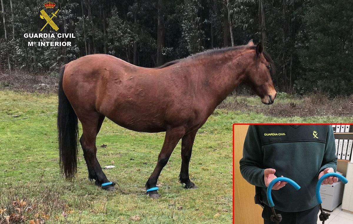 Caballo encontrado en Vilaboa con las patas atadas