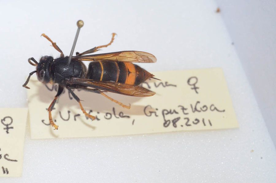 Avispa velutina Avispa velutina