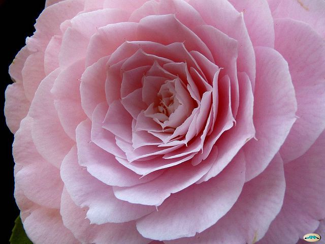 Flor da camelia
