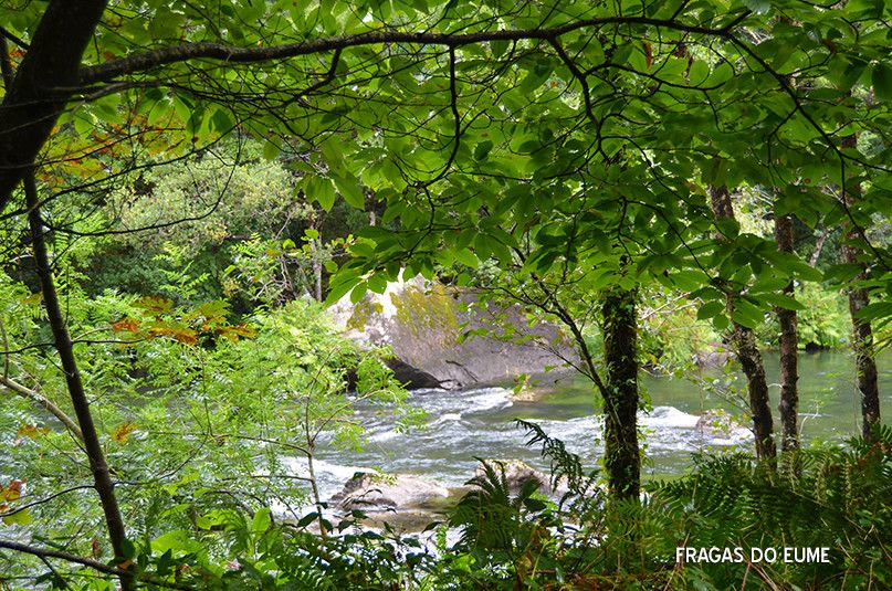 Los bosques más destacados de España