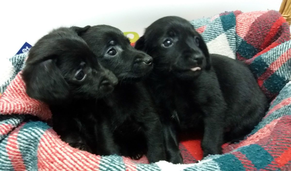 Tres perros que fueron abandonados, Anxo, Águeda e Antón