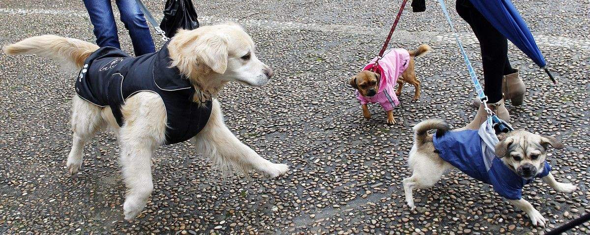 Perros en Campolongo