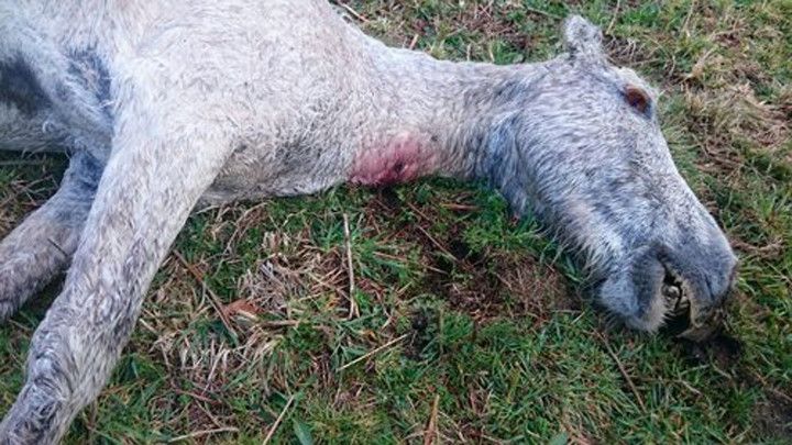 Uno de los caballos que ha aparecido muerto en Campo Lameiro