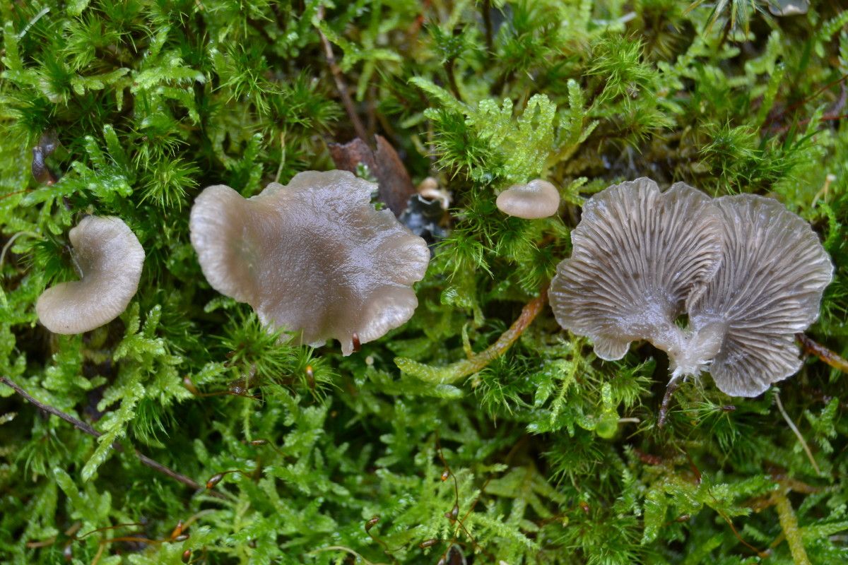 Arrhenia sancibranensis, especie localizada en las laderas del monte de San Cibrán