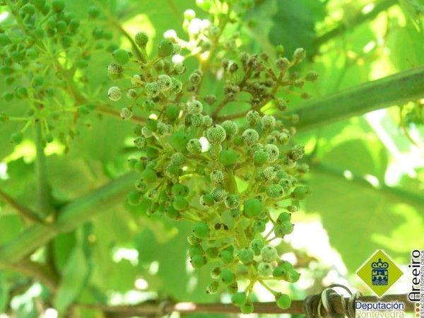 Mildiu en viñas