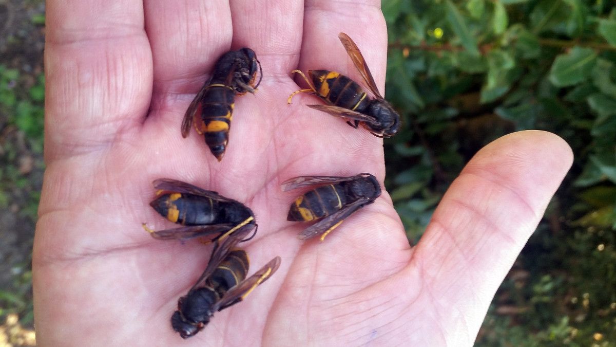 Avispas velutinas Avispas velutinas