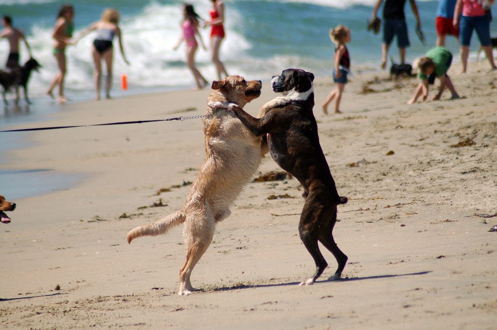 Dous cans na praia