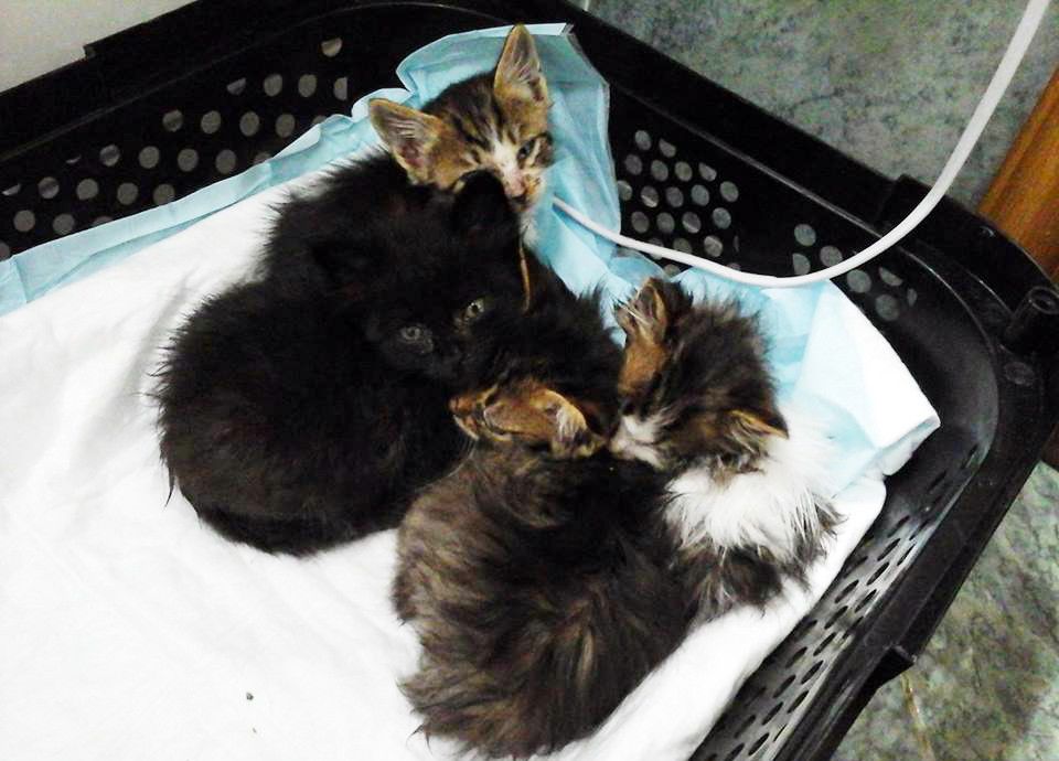 Estos cuatro gatitos fueron lanzados desde la ventana de un coche