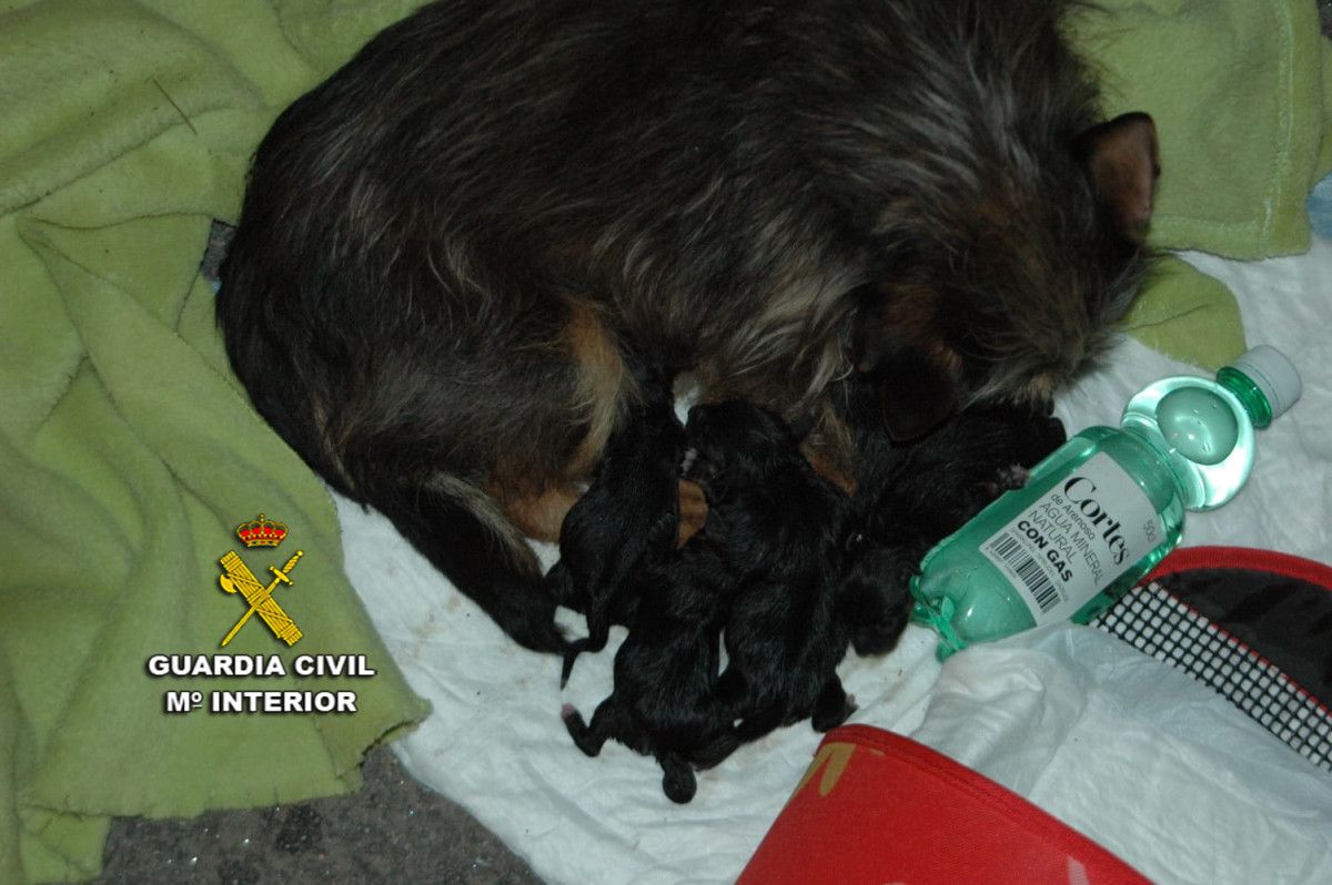 Estes cachorros foron abandonados polo seu dono dentro dunha bolsa nun contedor de lixo en Poio