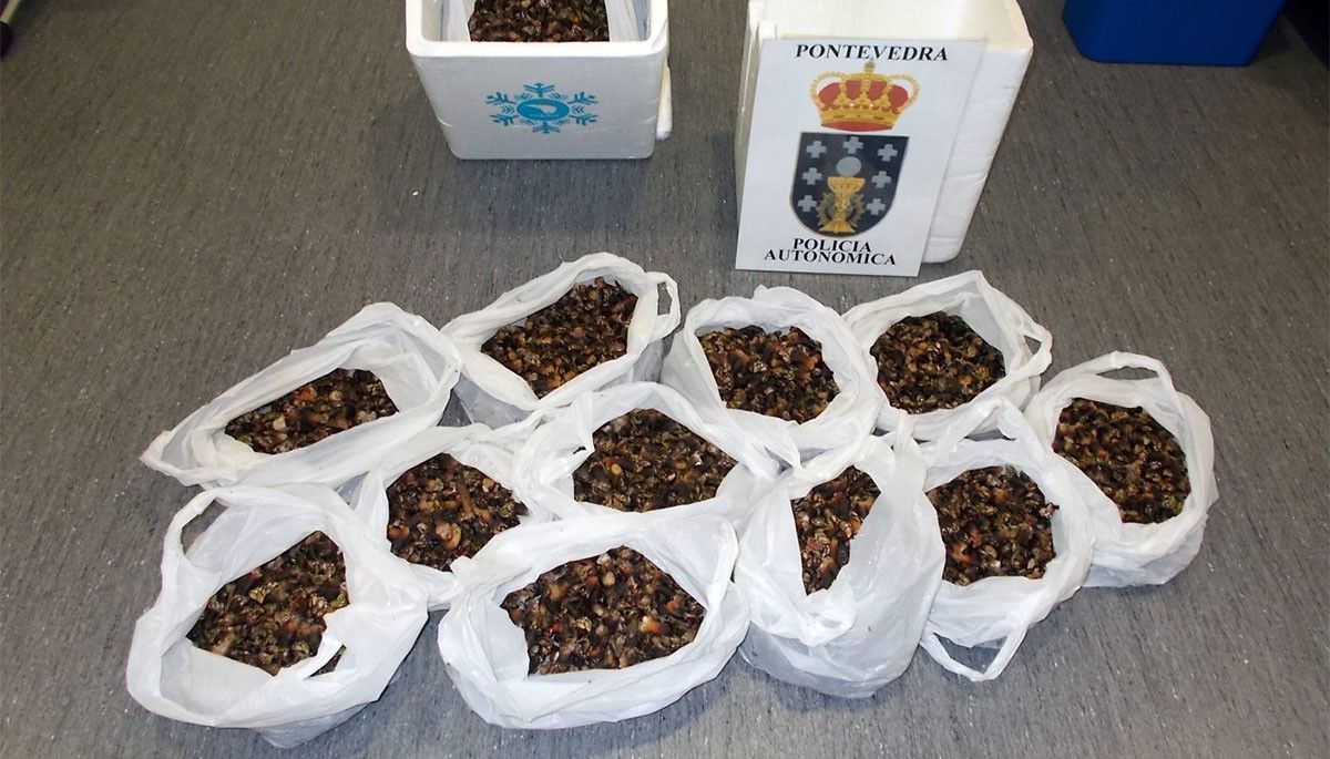 Percebes incautados por la Policía Autonómica
