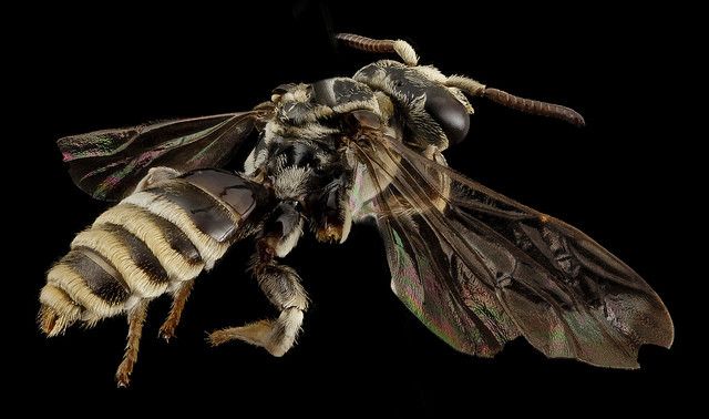 Avispa velutina Avispa velutina