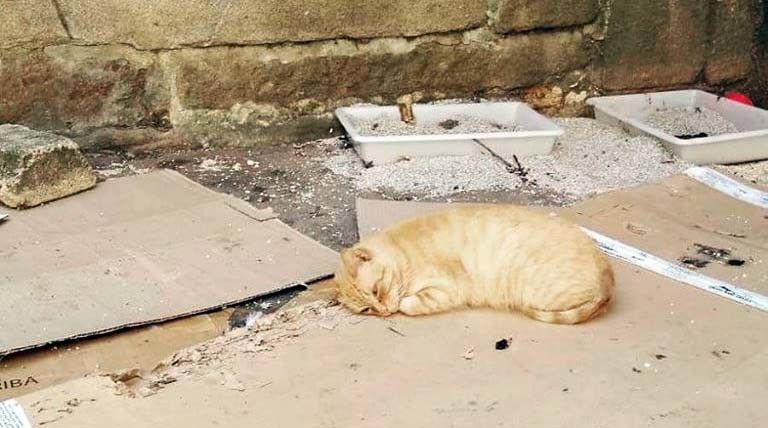 Un dos gatos da colonia felina da Horta do Cura