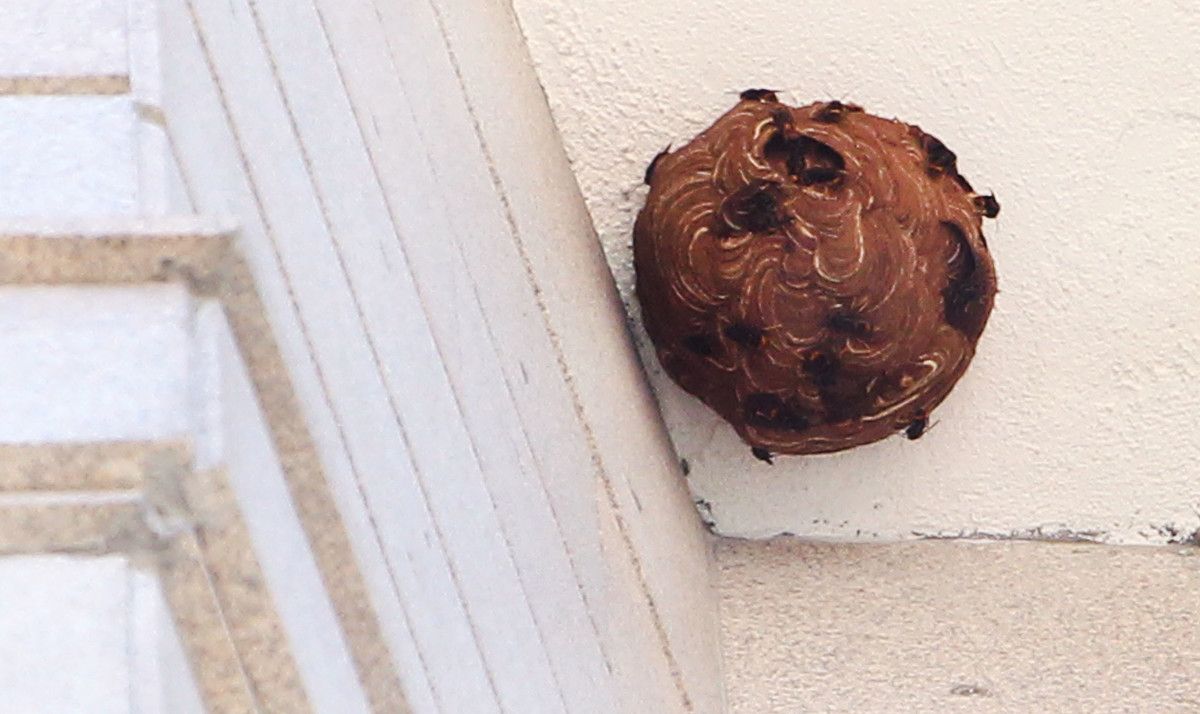 Nido de avispa asiática en la fachada del edificio Palmeras del Paseo de Cervantes Nido de avispa asiática en la fachada del edificio Palmeras del Paseo de Cervantes