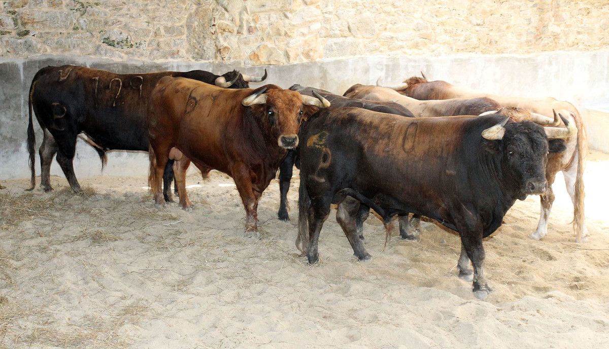 Reses do ferro de Alcurrucén para o primeiro festexo da Feira Taurina da Peregrina