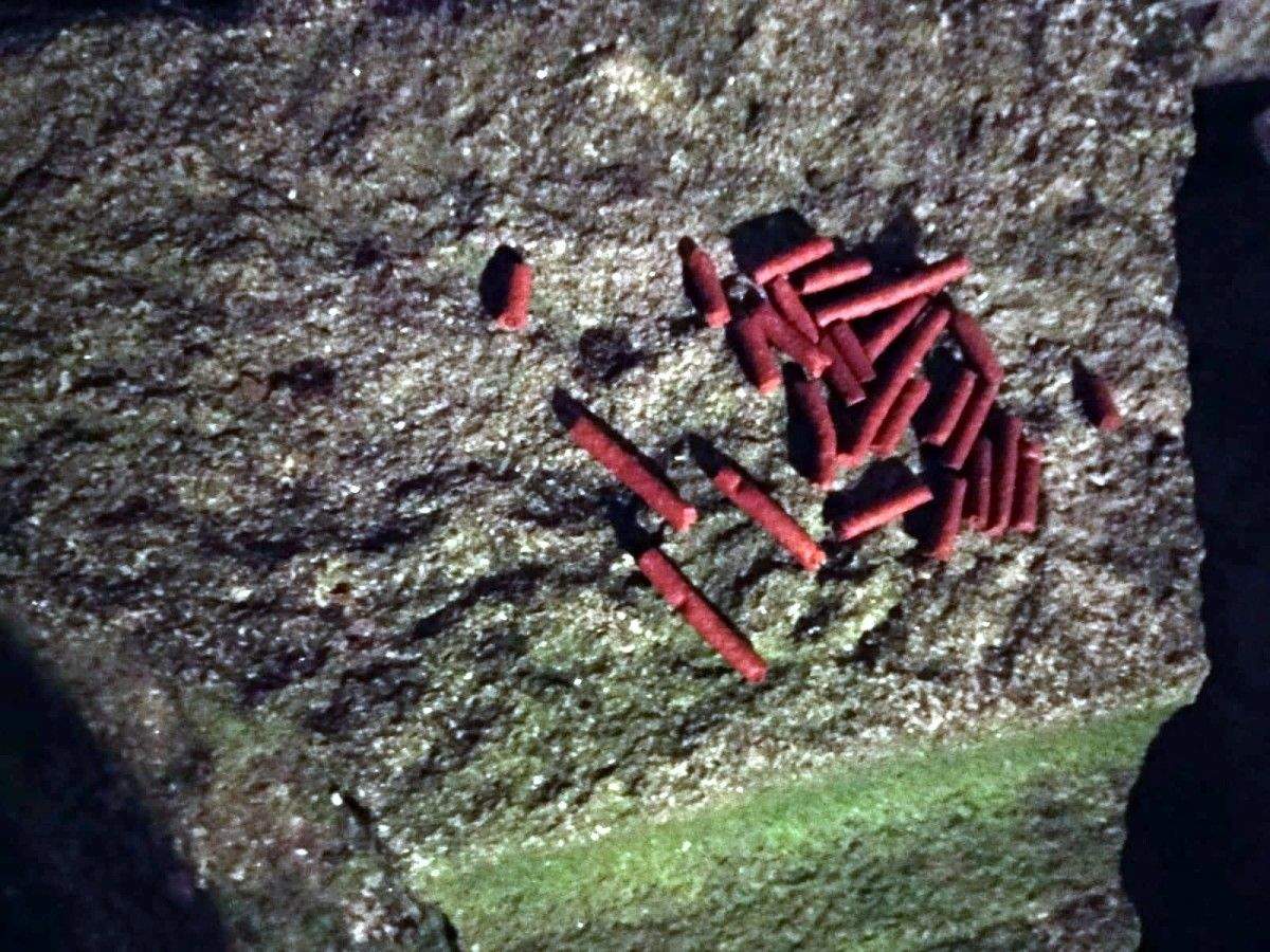 Elementos aparecidos na contorna da Horta do Cura