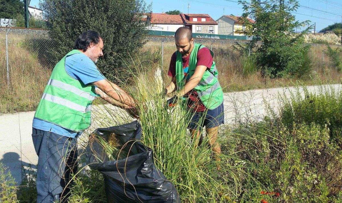 Xornada de control e eliminación da herba da Pampa