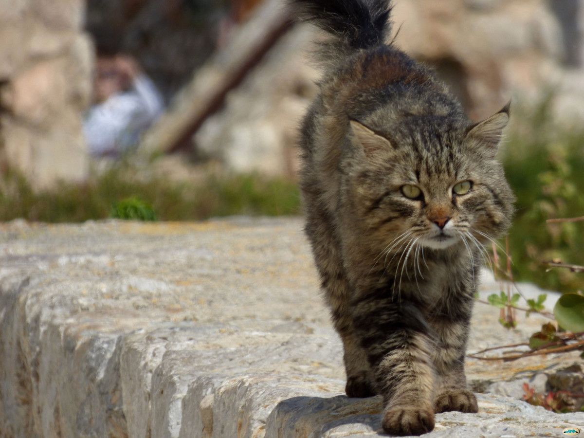 Un gato