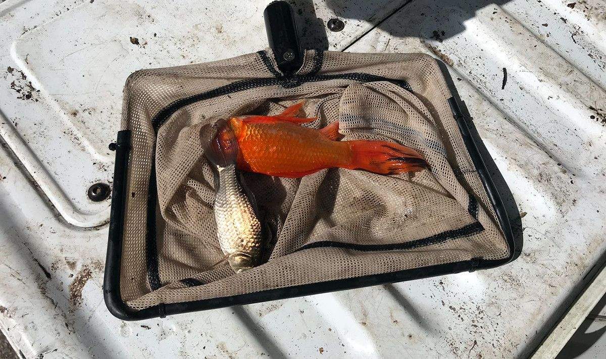 Animales evacuados del lago de Castiñeiras