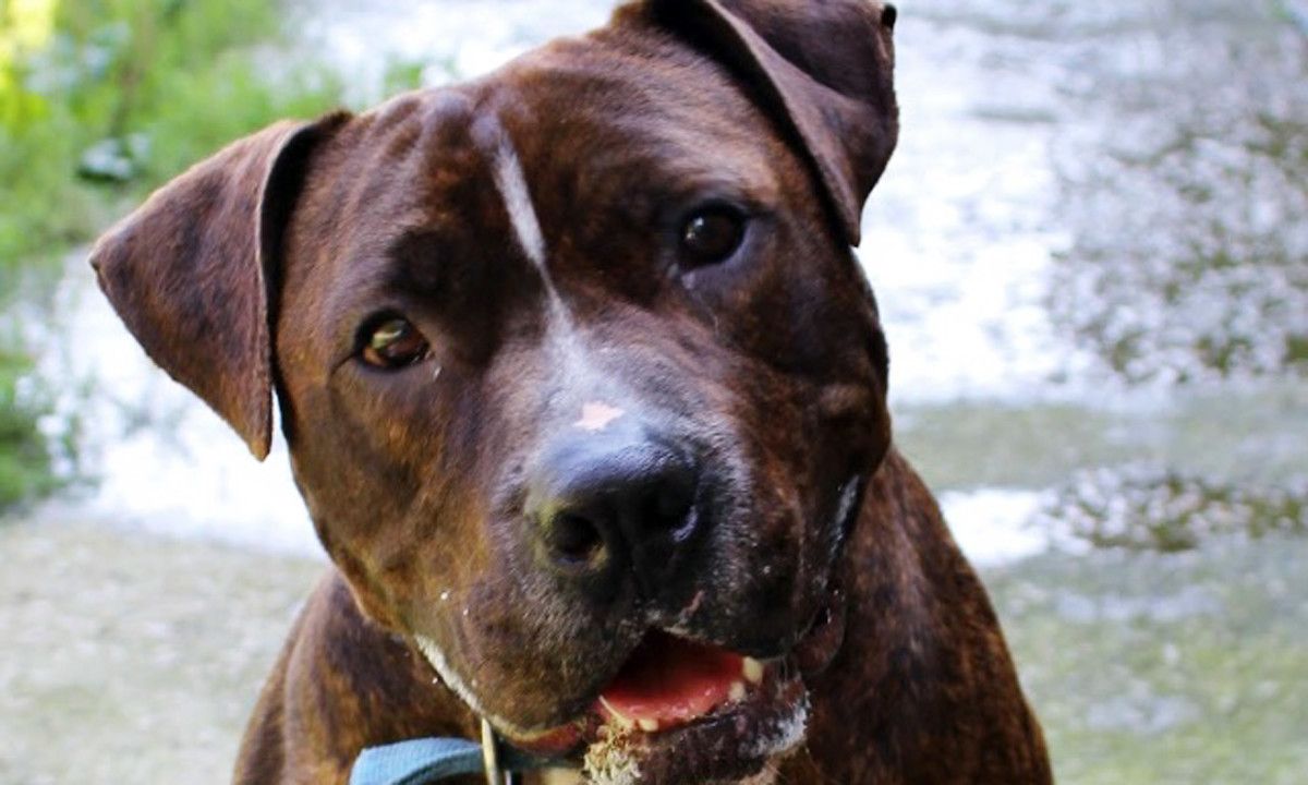 Tyson encontró adopción