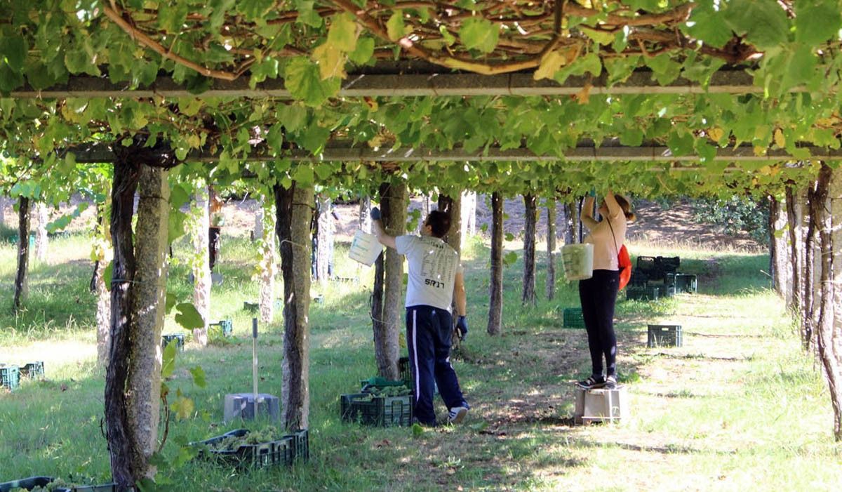 Vendimia en una bodega da Rías Baixas