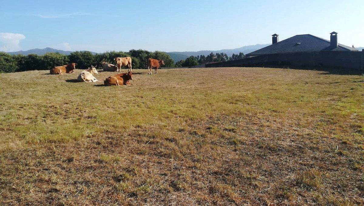 Vacas soltas interceptadas por veciños en Xeve