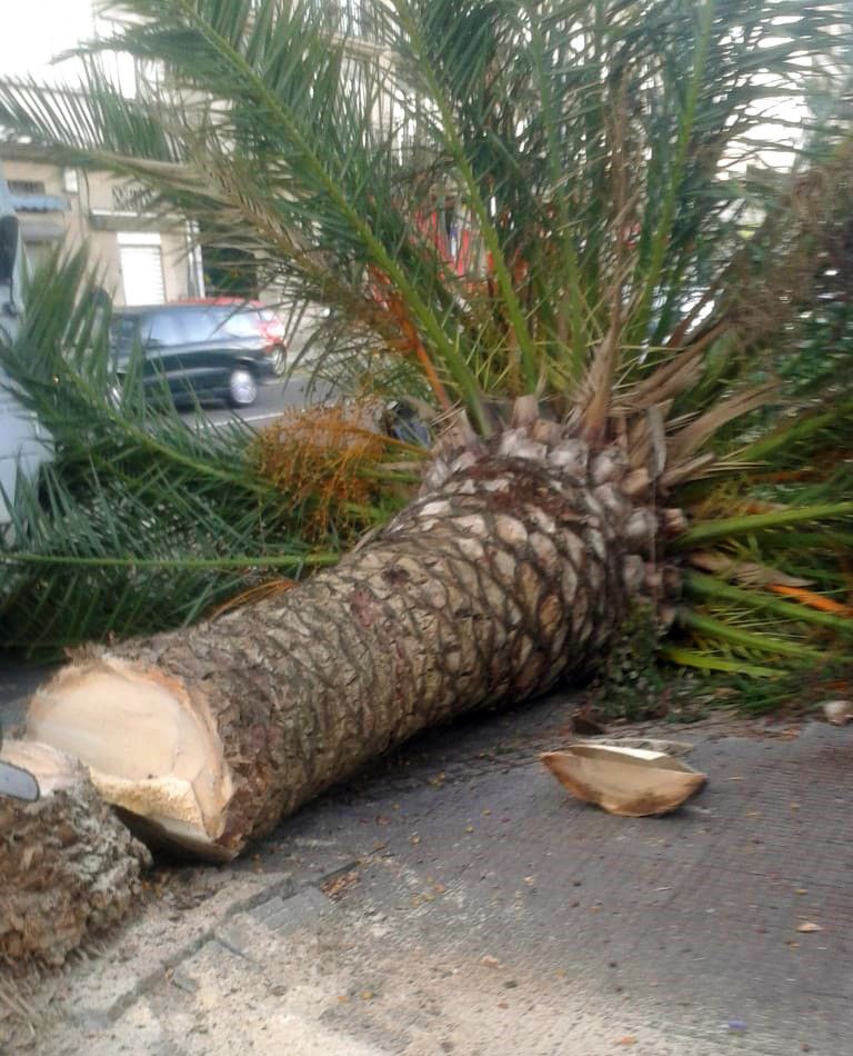 Palmera afectada por el picudo