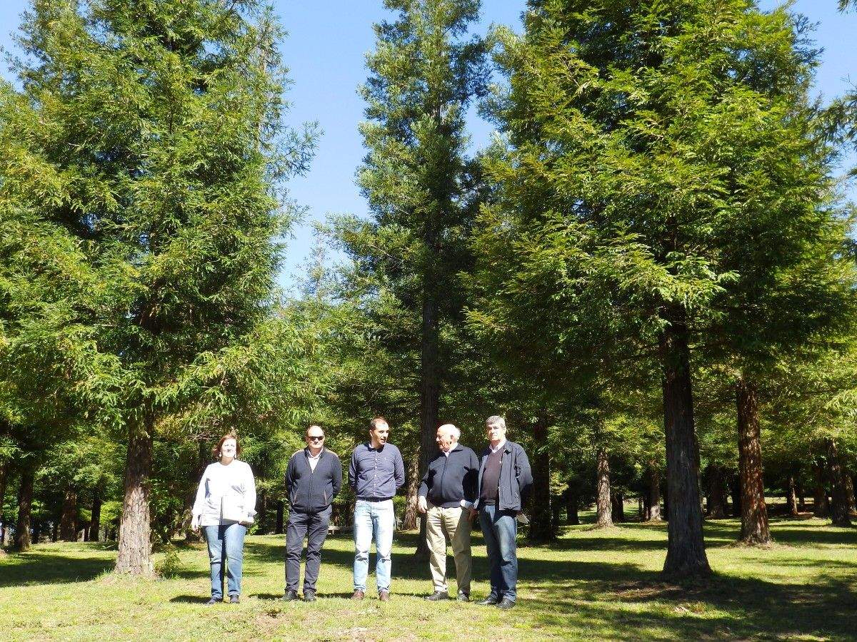 Bosque de Colón, en Poio. É o que conta con máis sequoias en Europa