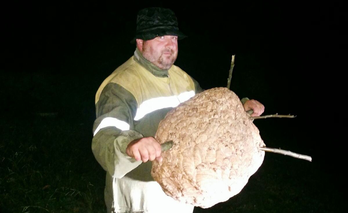 Nido de velutina retirado en Cuntis Nido de velutina retirado en Cuntis