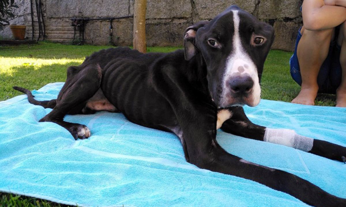 Podcans presenta desta vez a Roger, can en adopción por Palleiros