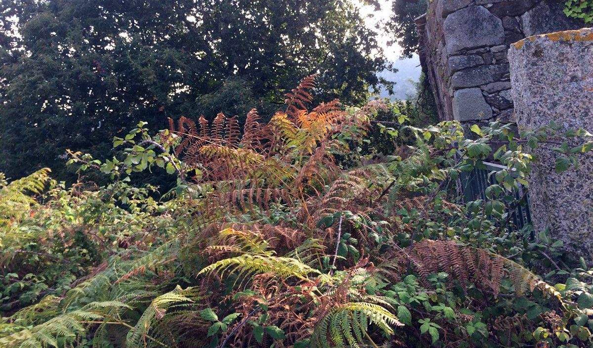 Maleza en los jardines del Pazo de Quintáns
