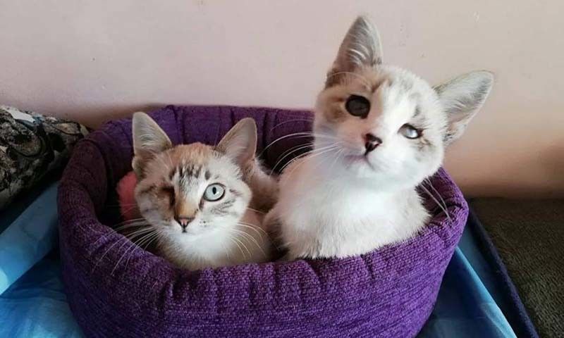 Pétalo e Burbuja 