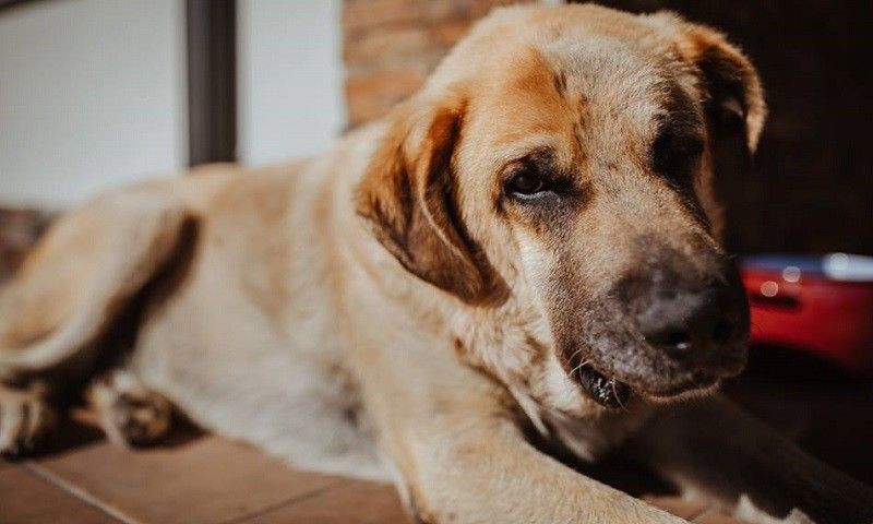 Sil busca adopción dende a protectora Occidente Astur