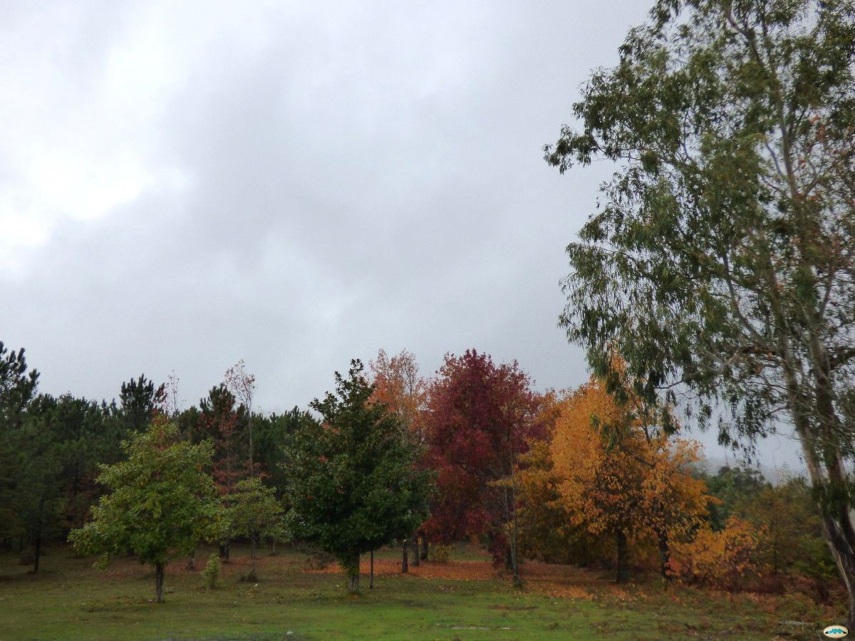 Bosque