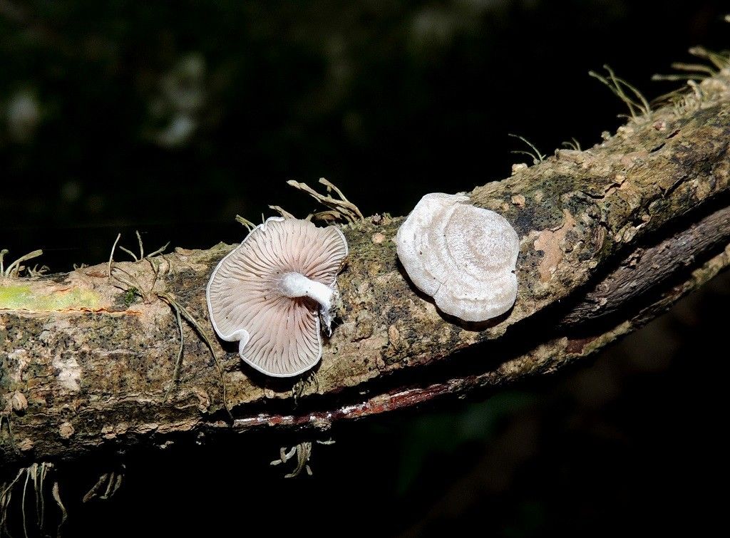 Entoloma vilaboense, descubierta por el micólogo Jaime B. Blanco-Dios