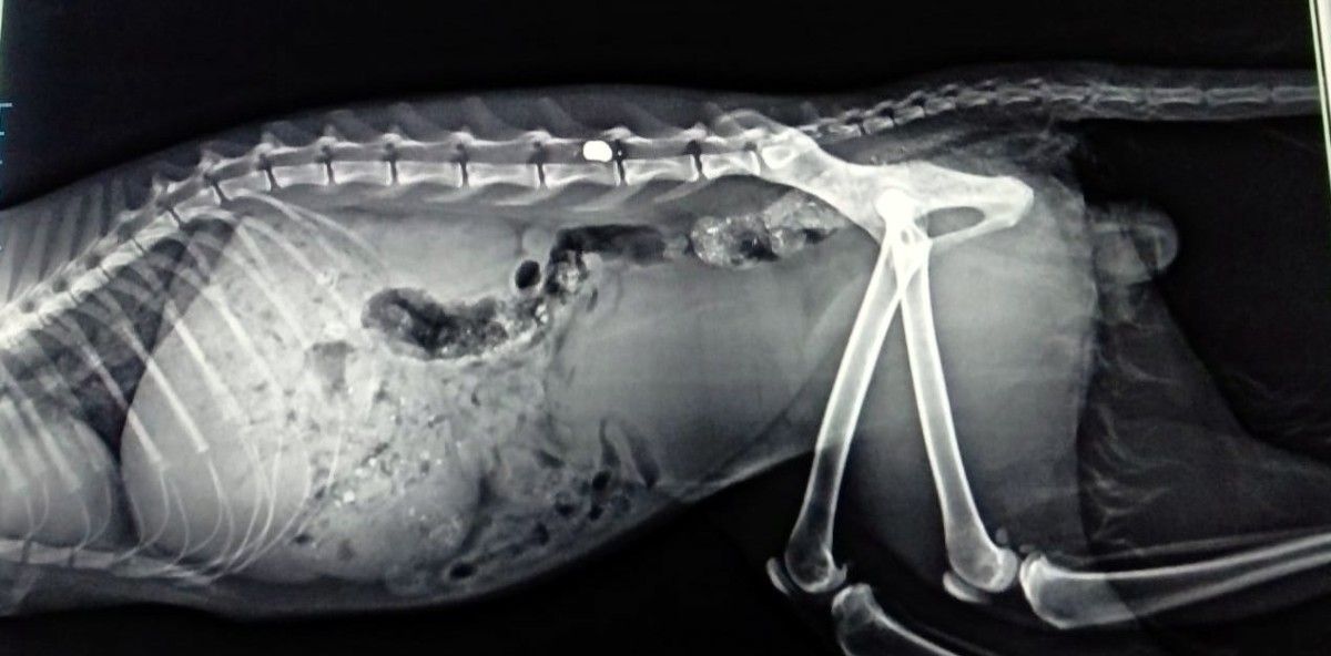 Radiografía del gato Cedo con la columna seccionada por culpa de un balazo