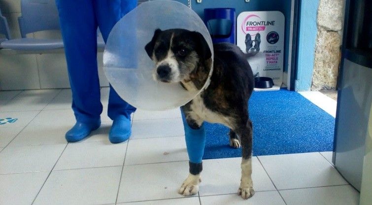 Candela é unha cadela que precisa adopción ou acollida