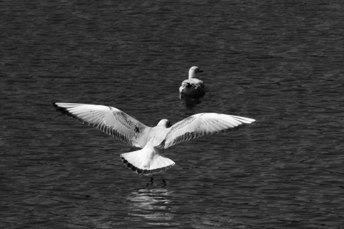 Gaivotas