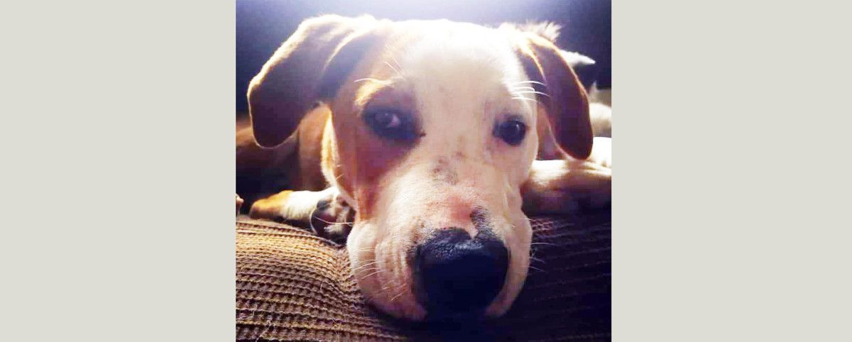 Luke é un cruzamento de sabuxo que pode adoptarse