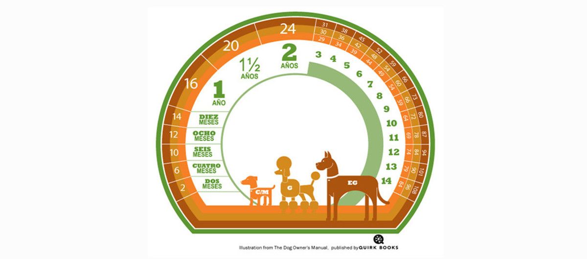 Gráfica comparativa sobre edades aproximadas entre humanos y perros