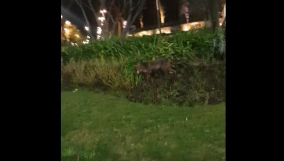 Un zorro en la rotonda de Reina Victoria
