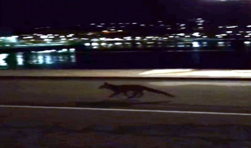 Zorro cruzando el puente de O Burgo