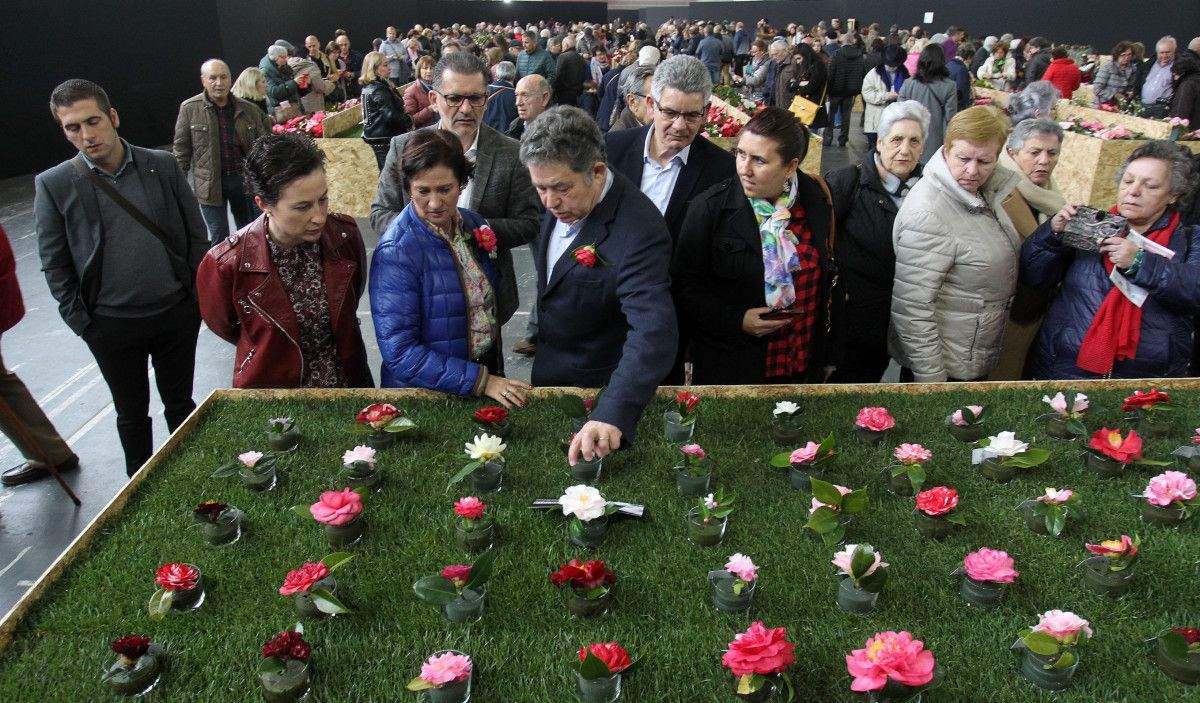 Concurso exposición internacional da camelia 2019