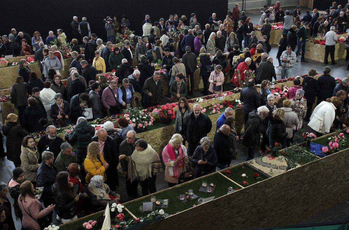 Concurso exposición internacional da camelia 2019