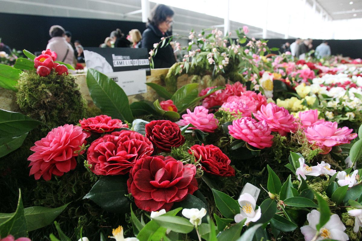 Entrega de premios do Concurso exposición internacional da camelia 2019