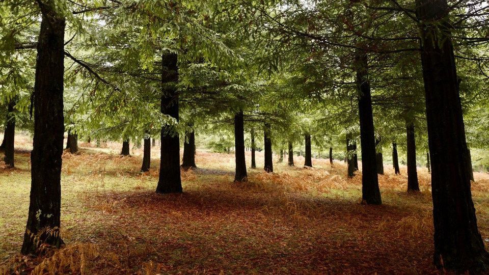 Bosque de Secuoyas (Poio) 