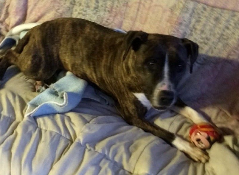 Neboa está en Palleiros e busca adopción