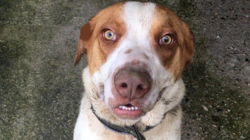 Goofy require adopción