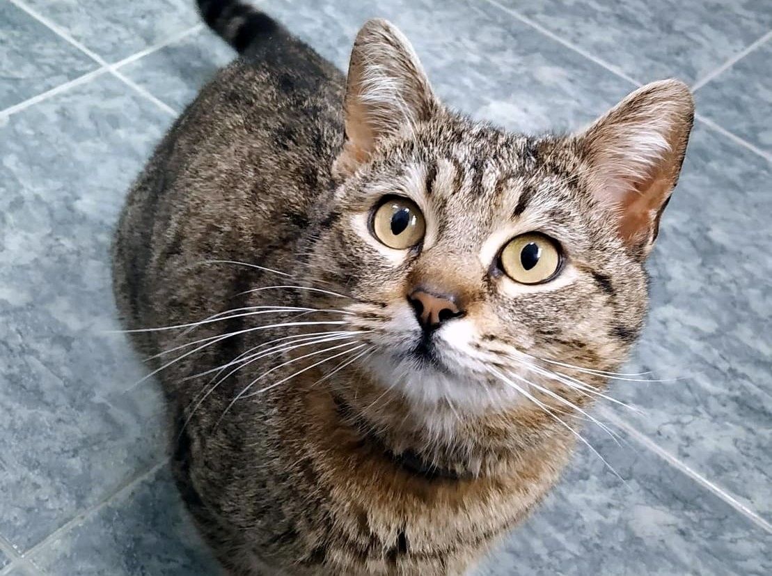 Gato encontrado en Estribela por Difusión Felina