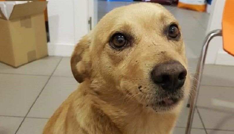 Roi foi utilizado para adestrar cans de pelexa